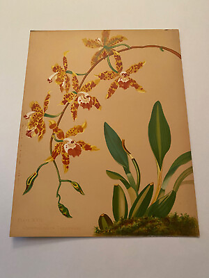 #ad K Orchids The Royal Family of Plants Harriet Stewart Miner Color Plate XVII $79.95