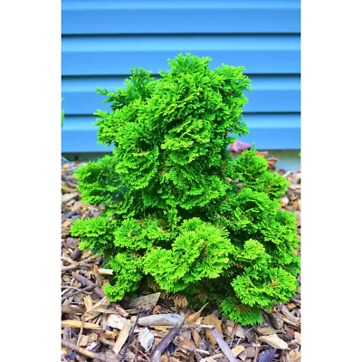 #ad 1 Gal. Dwarf Hinoki Cypress Shrub with Deep Green Coniferous Evergreen Foliage $44.47