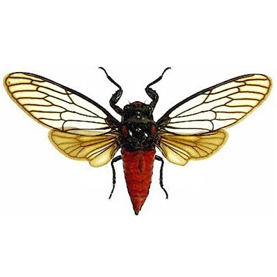 #ad Huechys incarnata red cicada Indonesia mounted wings spread $8.00