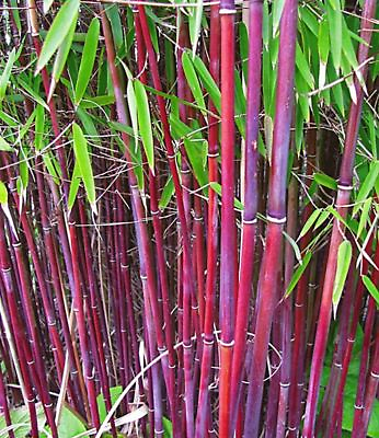 #ad 50 Siergras Bamboo Seeds Privacy Garden Clumping Seed Flower 403 US SELLER $6.29