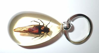 #ad Insect key ring Red Cicada Specimen SK09 Amber Clear 3 Pieces Lot $16.00