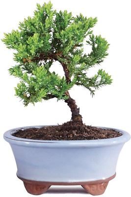 #ad #ad Live Green Mound Juniper Bonsai Tree Small 3 Year 4 to 6 Inches Outdoor Bo $50.04