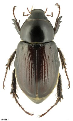 #ad Coleoptera Dynastinae sp. Peru female 24mm $5.60