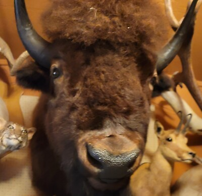 #ad buffalo head mount $2500.00