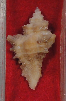 #ad Pteropurpura Erinaceoides 27mm Gulf of California $16.00