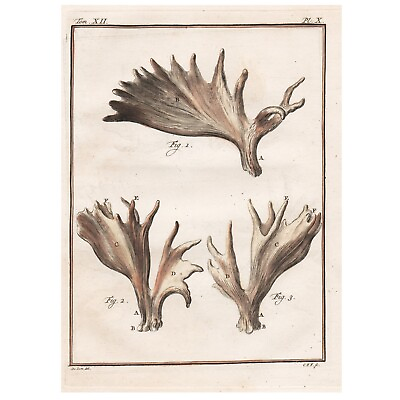 #ad 1760 Hand Colored Copperplate Engraving MOOSE ANTLERS Buffon 1st Edition $69.00