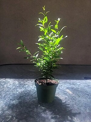 #ad Dwarf Bonsai Pomegranate Tree Container Indoor Outdoor Live Plant 4quot; Pot $9.95
