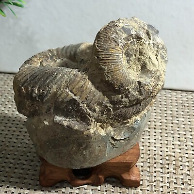 #ad 442g Rare Heteromorphic Ammonite Nostoceras malagasyense Madagascar d3 $88.90