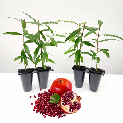 #ad Pomegranate quot;Wonderfulquot; Set of 4 Starter Plants $26.99