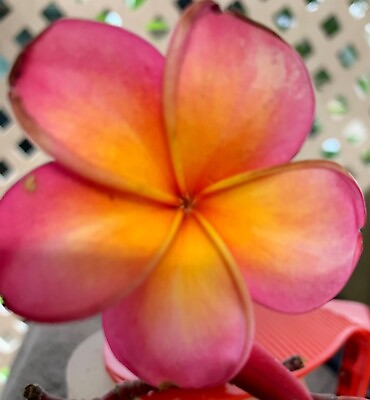 #ad 9 12” Gorgeous Rainbow Plumeria Cuttings $10.00