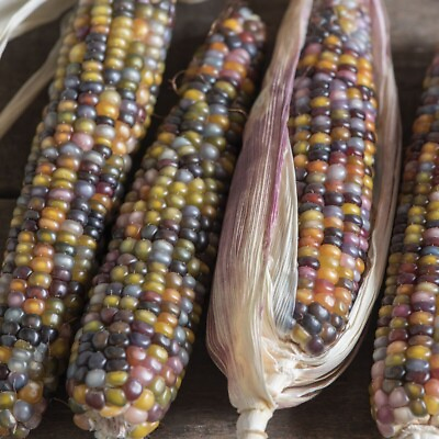 #ad 25 Glass Gem Indian Corn Seeds For Planting Beautiful And Vibrant Organic $2.00