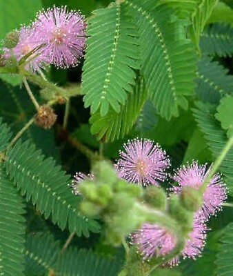 #ad Mimosa Sensitive Plant 50 Ct Mimosa Pudica TOUCH ME NOT Flower USA FREE Samp;H $2.14