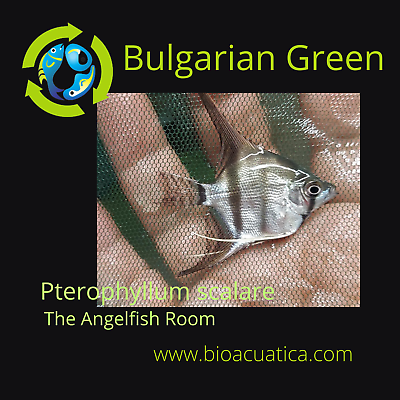 #ad 2 GREEN BULGARIAN QUARTER BODY SIZE UNSEXED Pterophyllum scalare $18.00
