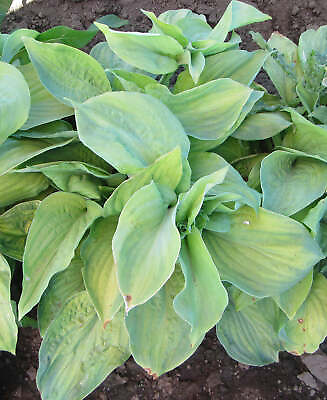 #ad Guacamole Large Leaved Hosta 3 root divisions $13.99