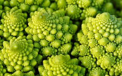 #ad Romanesco Broccoli Seeds 300 Vegetable Garden NON GMO USA SELLER FREE SHIPPING $1.99