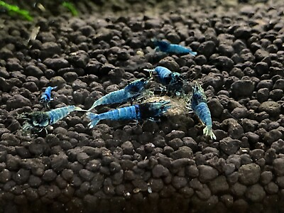#ad Blue Steel Live Caridina Freshwater Dwarf Shrimp x10 $80.00