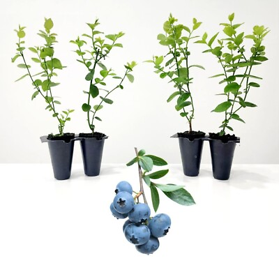 #ad Blueberry Plants. Set of 4 starter live plants $25.99