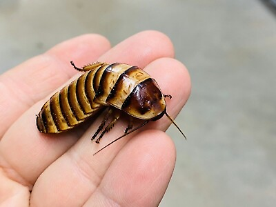 #ad Madagascar Halloween Hissing Cockroaches E. Javonica 2 Adult Females $29.95