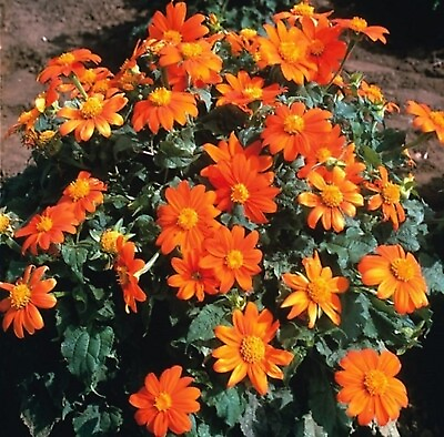 #ad Tithonia Rotundifolia 50 Seeds Mexican Sunflower Herb Daisy Shrub $3.25
