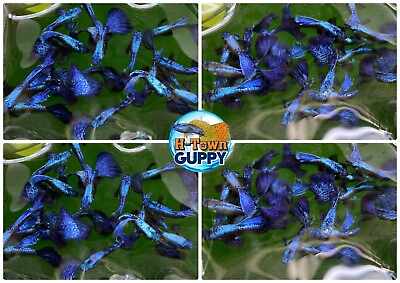 #ad 1 TRIO Live Aquarium Guppy Fish High Quality Purple Dragon $39.95