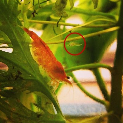 #ad 15 Baby Neocaridina Shrimplets Mix of Orange Yellow Red Cleaner Young baby $12.50