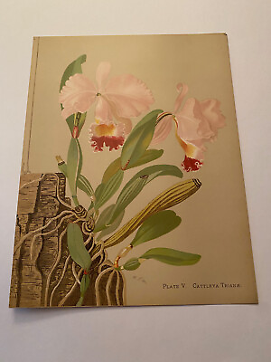 #ad K Orchids The Royal Family of Plants Harriet Stewart Miner Color Plate V $79.95