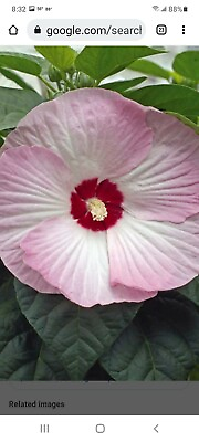 #ad 20 Pink Luna Hardy Hibiscus. 2023 Harvest. FREE SHIPPING $1.90