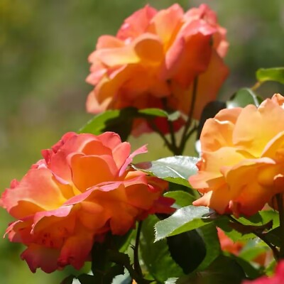 #ad #ad Joseph#x27;s Coat Climbing Rose 2 Bareroot Orange Blooms NEW $36.22