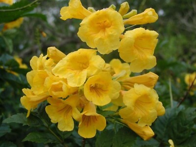 #ad TECOMA STANS Esperanza 100 Seeds Yellow Bells Yellow Trumpet Flower Bush $2.75