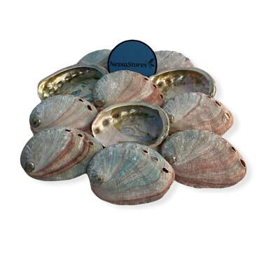 #ad Red Abalone Sea Shell One Side Polished Beach Craft 2quot; 3quot; 175 pcs #JC 020 $119.75