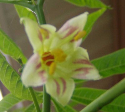 #ad Manihot esculenta Tapioca Cassava Yuca Manioc Mandioca 10 Seeds $11.95