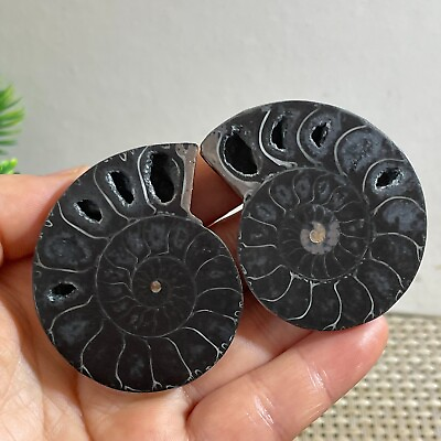 #ad 1 pairs of Split Ammonite Specimen Shell Healing Madagascar 70g h323 $14.95