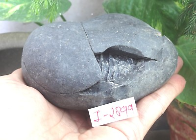 #ad Rare Nepal Hindu Votive Stone Shaligram Salagram Ammonite Fossil VIII I 2899 $263.12