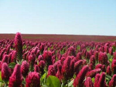 #ad CRIMSON CLOVER SEED For Deer Food Plot Pastures Hay Silage Bees Reseeding Clover $31.49
