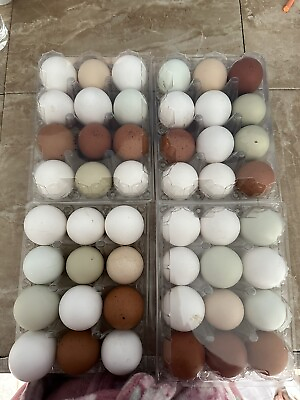 #ad 12 Fertile Chicken Hatching Eggs Barnyard Mix Fresh Colorful $15.00