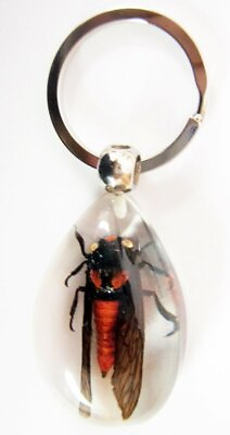 #ad Insect Acrylic Oval Key Ring Red Cicada Specimen Clear SK09 $13.00