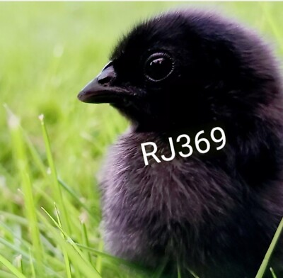 #ad $ Worlds Must Expensive Bird Pure Ayam Cemani Fertile Hatching Egg Totally Black $37.97