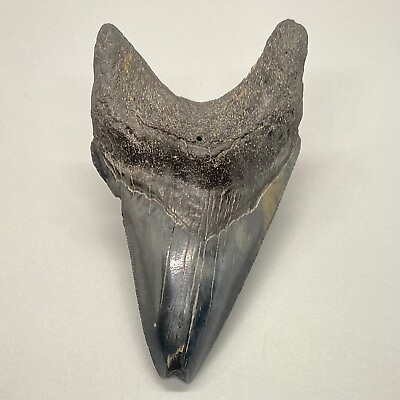 #ad Very Unique Shape DEFORMED 3.85quot; Fossil MEGALODON Tooth USA $149.00