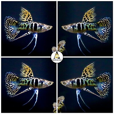 #ad 1 Male Premium Grade Live Guppy Fish Yellow Tiger King Cobra RBVIP USA Stock $23.95