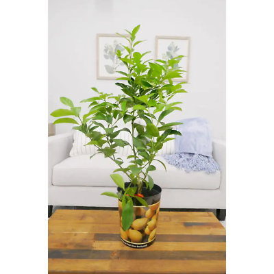 #ad 1 Gal. Improved Meyer Lemon Tree Live Tropical Tree White Flower to Yellow Fruit $41.54