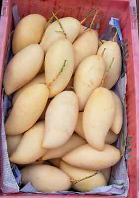 #ad So sweet Honey Mango 6 seeds non gmo organic USA $16.99