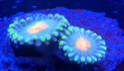 #ad Gorilla Nipple Zoa Zoanthid 2 Polyp Frag Free Shipping on Orders over $85 $19.99