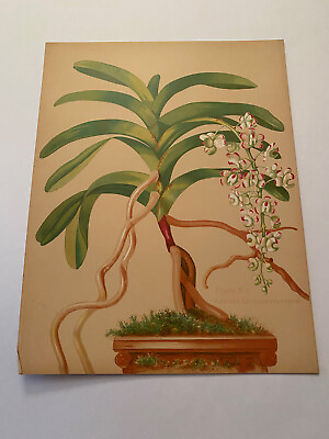 #ad K Orchids The Royal Family of Plants Harriet Stewart Miner Color Plate XV $79.95