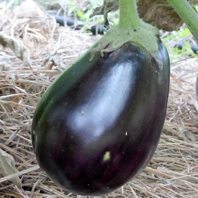 #ad Black Beauty Eggplant Seeds NON GMO Heirloom Fresh Garden Seeds $2.00