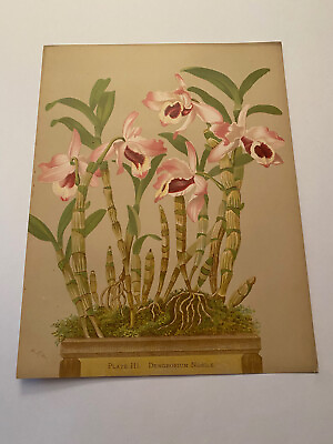 #ad K Orchids The Royal Family of Plants Harriet Stewart Miner Color Plate III $79.95