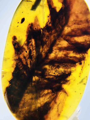 #ad Burmese burmite Cretaceous foliage plant insect fossil amber Myanmar $39.99