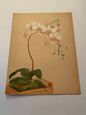 #ad K Orchids The Royal Family of Plants Harriet Stewart Miner Color Plate XI $79.95