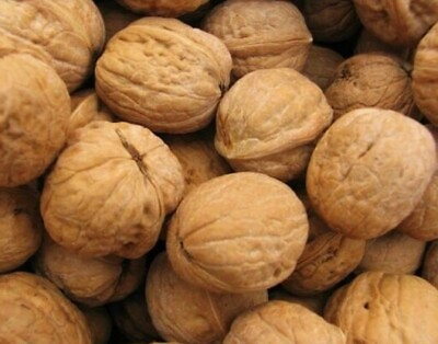 #ad 4 lb Organic Walnuts in shell California Small Farm Harvested October 2023 $32.00