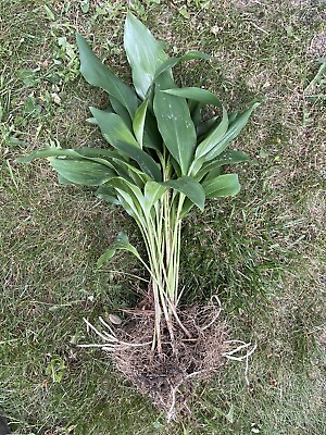 #ad 15 Heirloom Lily of the Valley Plants Perennial Bare Roots Pips FRESH USA $16.00
