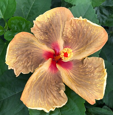 #ad Live Plant Night Breed New variety of Exotic tropical hibiscus 6quot; 8quot; tall $49.99